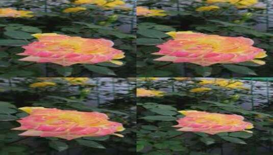 春天夏天蔷薇花鲜花花墙高清在线视频素材下载