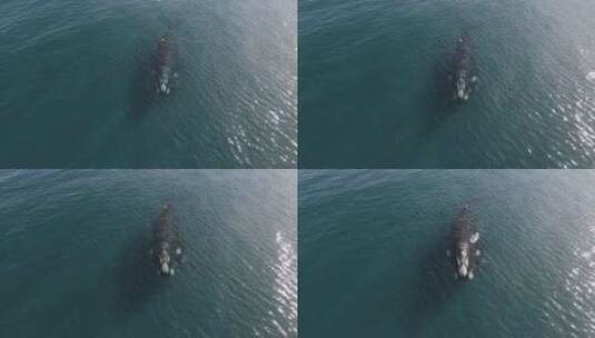 两只鲸鱼在平静的水中呼吸的空中领先镜头高清在线视频素材下载