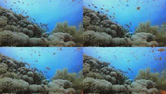 水下珊瑚礁场景高清在线视频素材下载