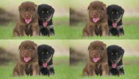两只可爱的小狗伸着舌头高清在线视频素材下载