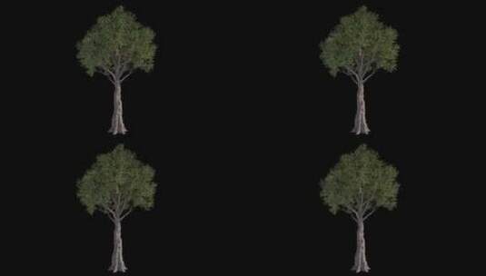 3D树木元素高清在线视频素材下载