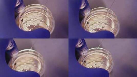 胚胎学家在实验室用探针和卵子进行体外受精高清在线视频素材下载