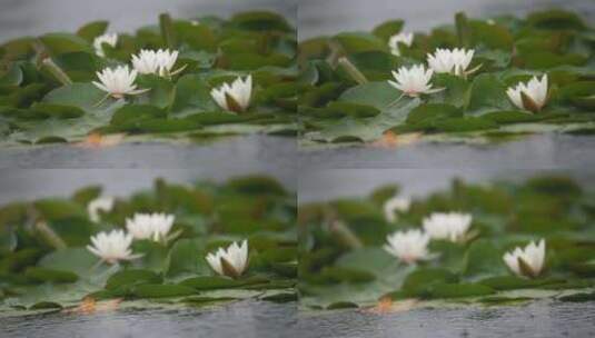 雨中水莲 莲花 睡莲 水莲高清在线视频素材下载