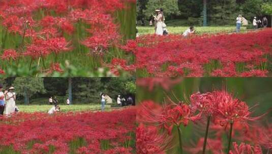 彼岸花蝴蝶希望之花高清在线视频素材下载