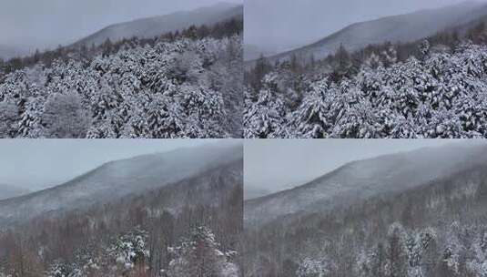 航拍东北下暴雪林海雪原威虎山高清在线视频素材下载