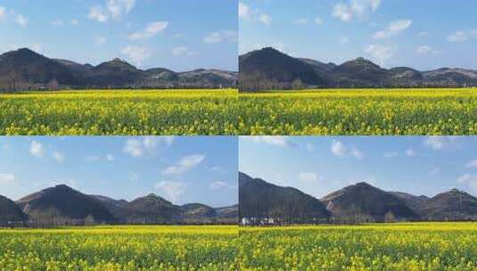 陕南地区初春油菜花田风光景色高清在线视频素材下载