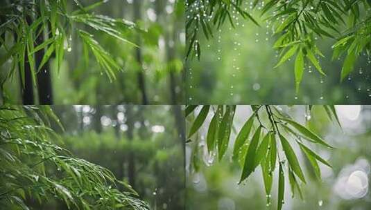 雨滴入竹叶唯美雨滴森林树叶小清新植物树木高清在线视频素材下载