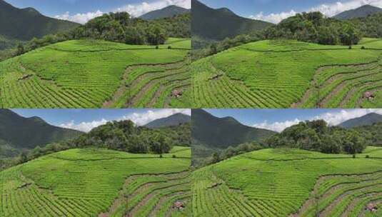 西藏林芝墨脱县果果塘茶叶种植航拍自然风光高清在线视频素材下载