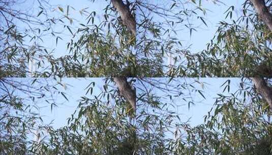 竹子 绿色 植物 叶子 竹叶 种植 养殖高清在线视频素材下载