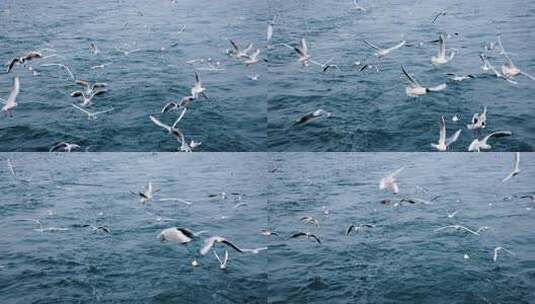 大海海面飞翔的海鸥高清在线视频素材下载