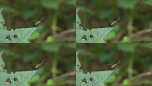 蜻蜓实拍高清在线视频素材下载