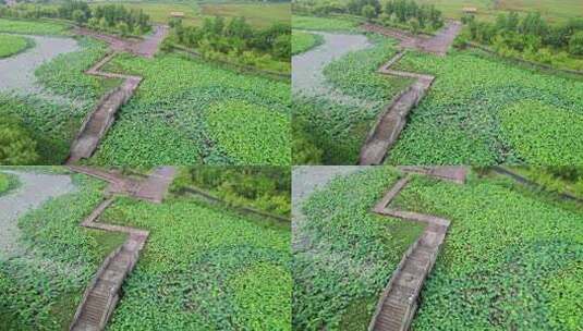 杭州湘湖十里荷塘荷花风景航拍高清在线视频素材下载