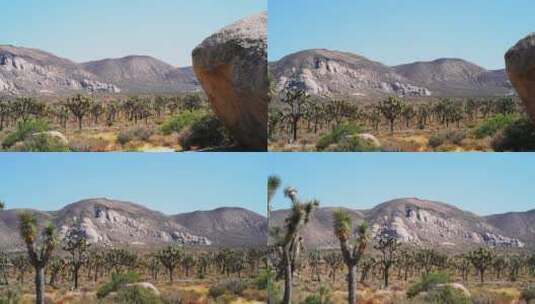 沙漠山谷中的约书亚树种植园高清在线视频素材下载
