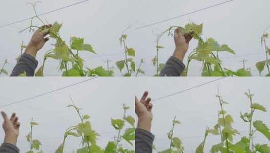 种植葡萄高清在线视频素材下载