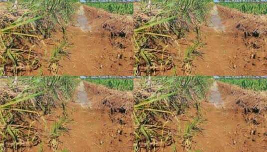 农村农田浇灌灌溉高清在线视频素材下载