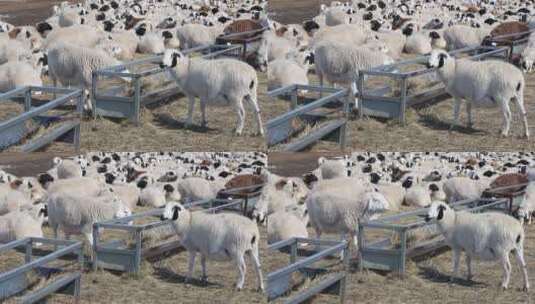 吃草的羊高清在线视频素材下载