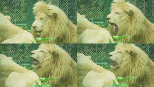 动物园里的狮子高清在线视频素材下载