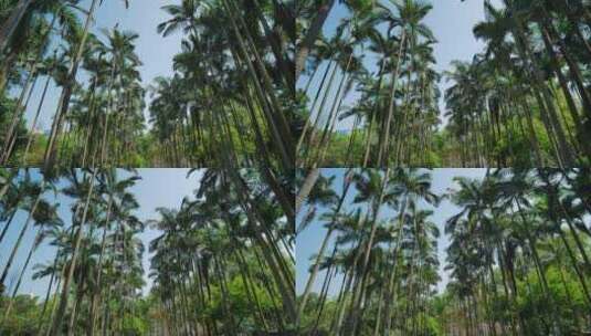 高大的棕榈树林高清在线视频素材下载