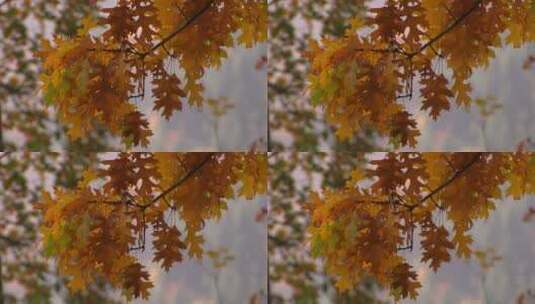 秋天金黄色的树叶高清在线视频素材下载