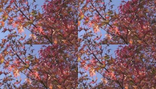 秋天的树叶高清在线视频素材下载