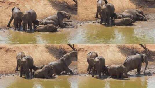水坑里的大象高清在线视频素材下载