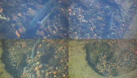 蓝鳍鱼在俄勒冈湖游泳高清在线视频素材下载