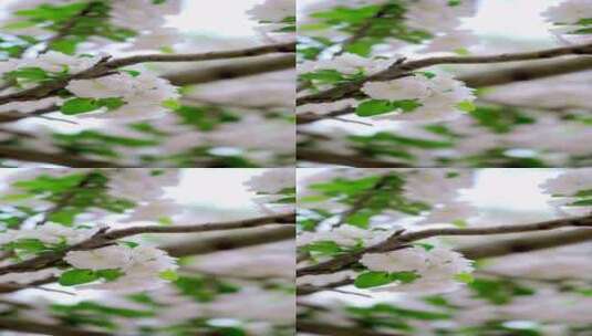 春天中国北京故宫博物院内绽放的海棠花高清在线视频素材下载