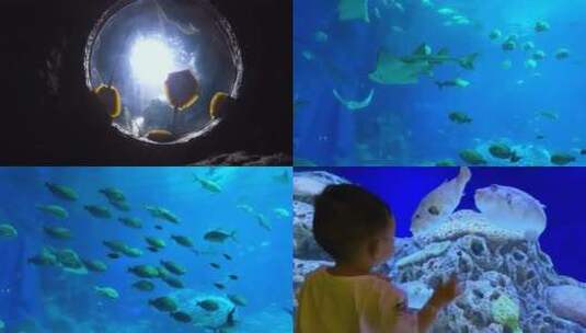 海洋公园鲨鱼馆视频小幼儿游广东长隆水族馆高清在线视频素材下载