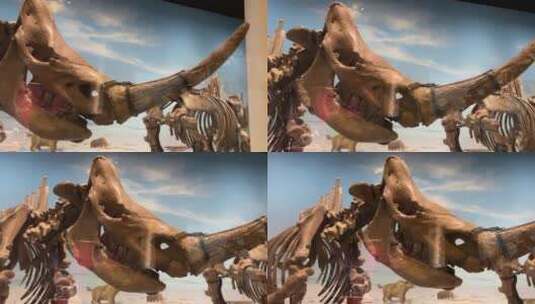 【镜头合集】大型恐龙化石猛犸象高清在线视频素材下载