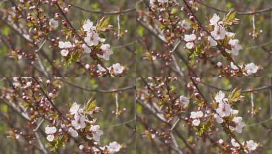 粉红色樱花赏樱花樱花节特写高清在线视频素材下载