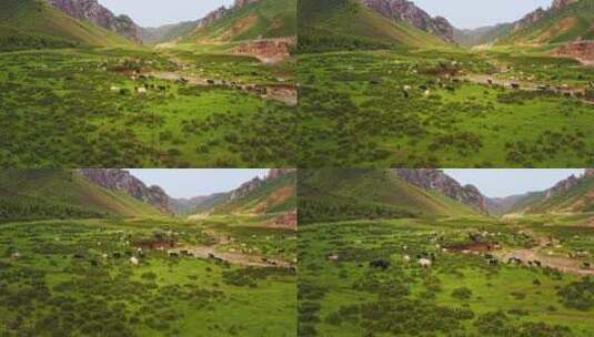 中国甘肃省武威市天祝县牛群放牧航拍高清在线视频素材下载
