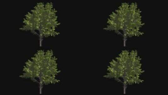 树 树木 三维 透明通道 灌木 大树 森林高清在线视频素材下载