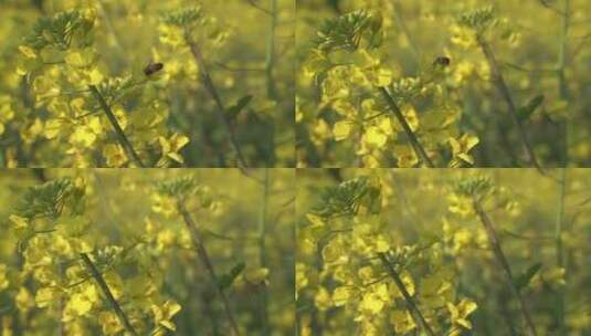 油菜花 蜜蜂采蜜 唯美油菜花高清在线视频素材下载