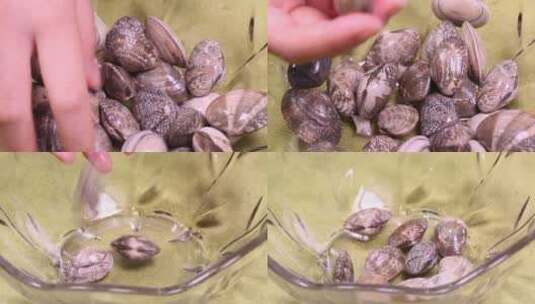 【镜头合集】掰开花蛤花甲蛤蜊看内脏砂囊高清在线视频素材下载