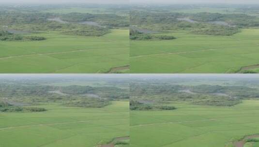 航拍乡村绿油油的稻田自然景观高清在线视频素材下载