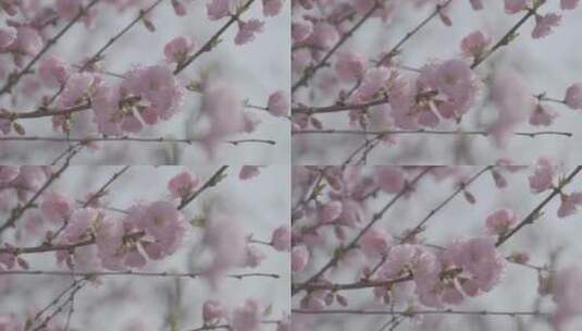 桃花盛开LOG视频素材高清在线视频素材下载