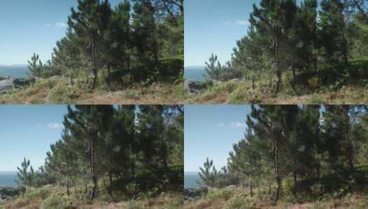 海边森林里的树木高清在线视频素材下载