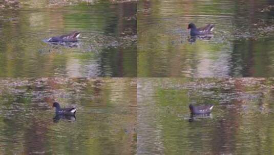 VIDEO0083红嘴鸭 野鸭子 河里湖里的鸭子高清在线视频素材下载