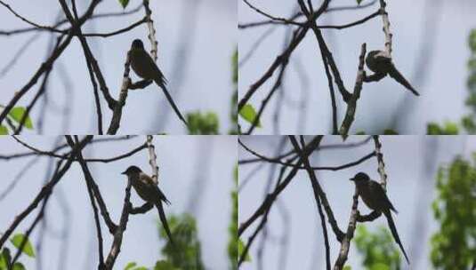 鸟儿栖息在树枝上高清在线视频素材下载