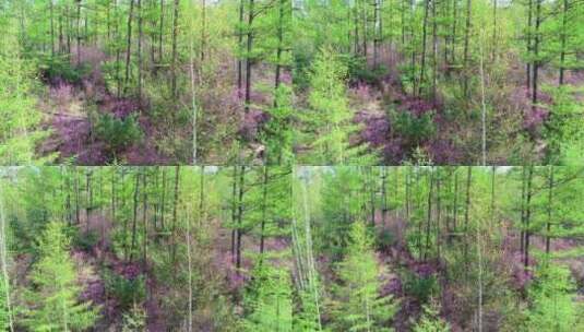 杜鹃花绽放的茂密森林高清在线视频素材下载
