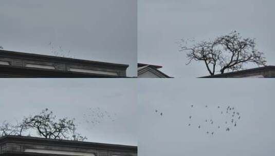 飞翔的鸽子枯树高清在线视频素材下载
