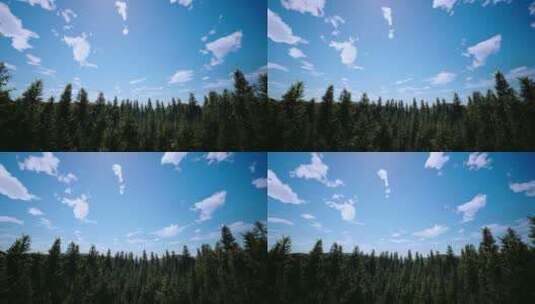 4K森林树林杉木空镜头视频高清在线视频素材下载