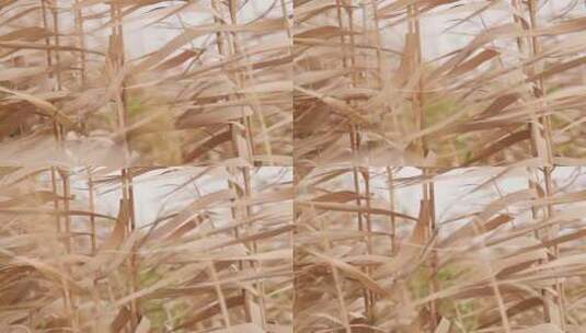 风吹动的芦苇高清在线视频素材下载