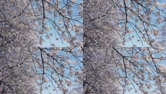 美丽的樱花树高清在线视频素材下载