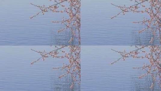 4K拍摄水面上的一枝桃花高清在线视频素材下载
