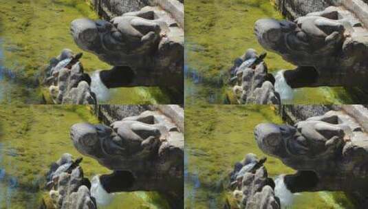 4K拍摄公园池塘晒太阳的乌龟高清在线视频素材下载