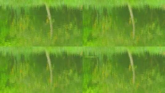 湿地公园水倒影植物高清在线视频素材下载