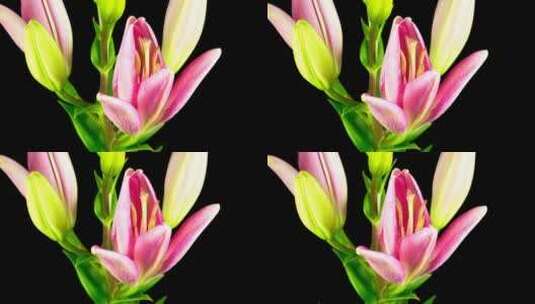一朵粉色的百合花开放了高清在线视频素材下载