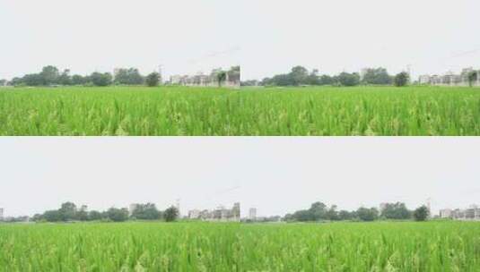 成片的绿色稻田高清在线视频素材下载