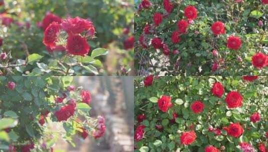 月季花开 玫瑰花园  花瓣 花蕊 玫瑰花花园高清在线视频素材下载